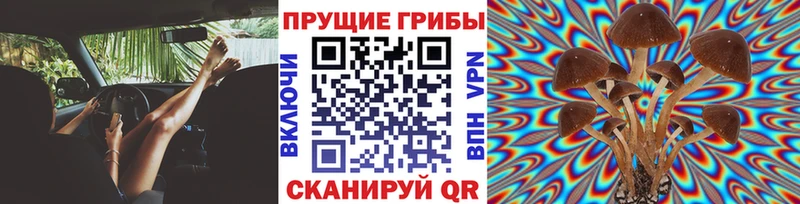 купить   Жуковка  Псилоцибиновые грибы прущие грибы 
